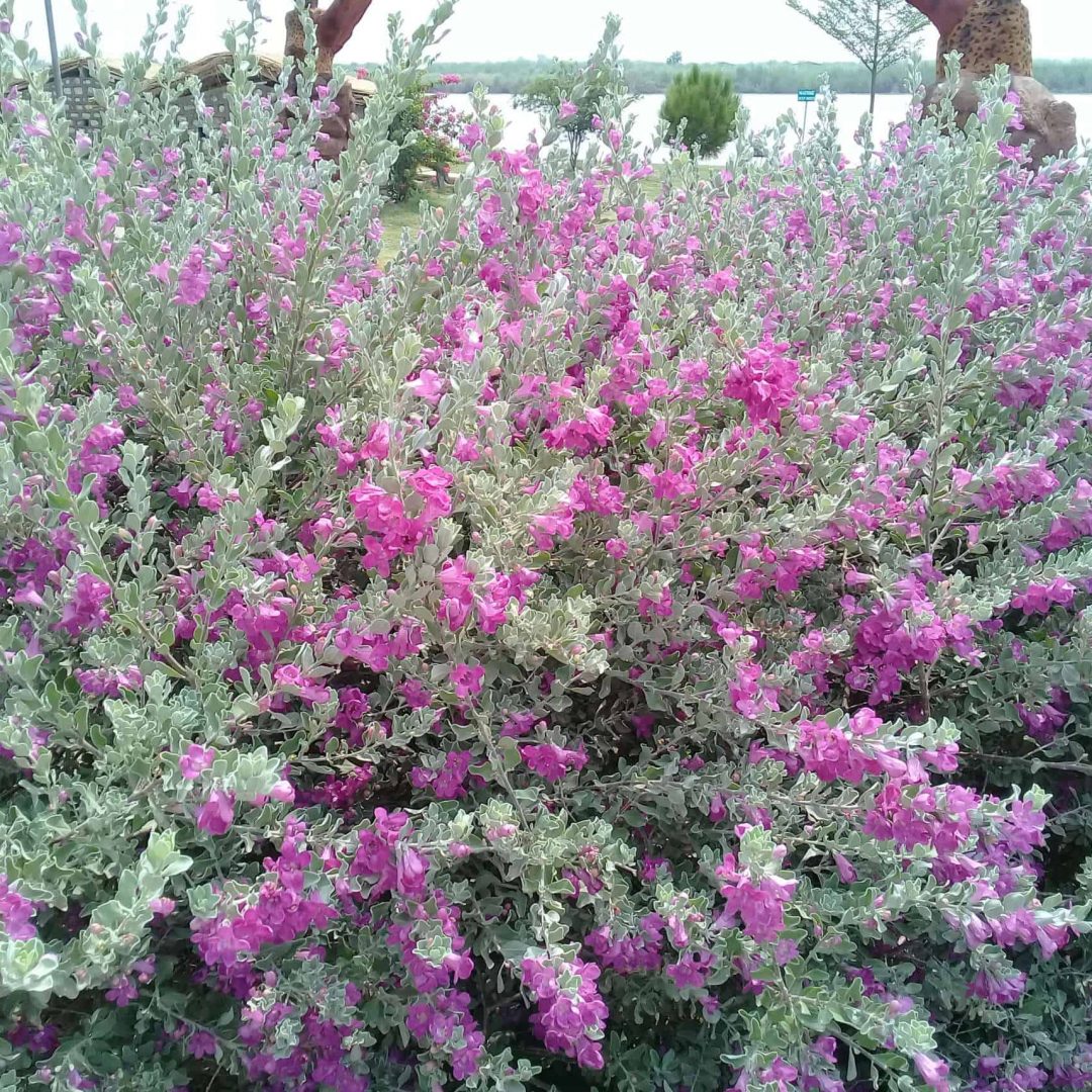 Colorful Texas native plants ideal for hill country yards.