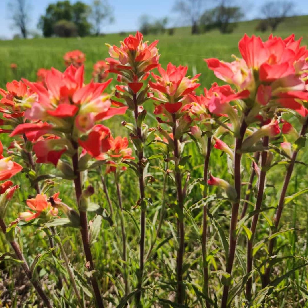 Vibrant red and orange Texas landscaping plants ideal for Hill Country yards.